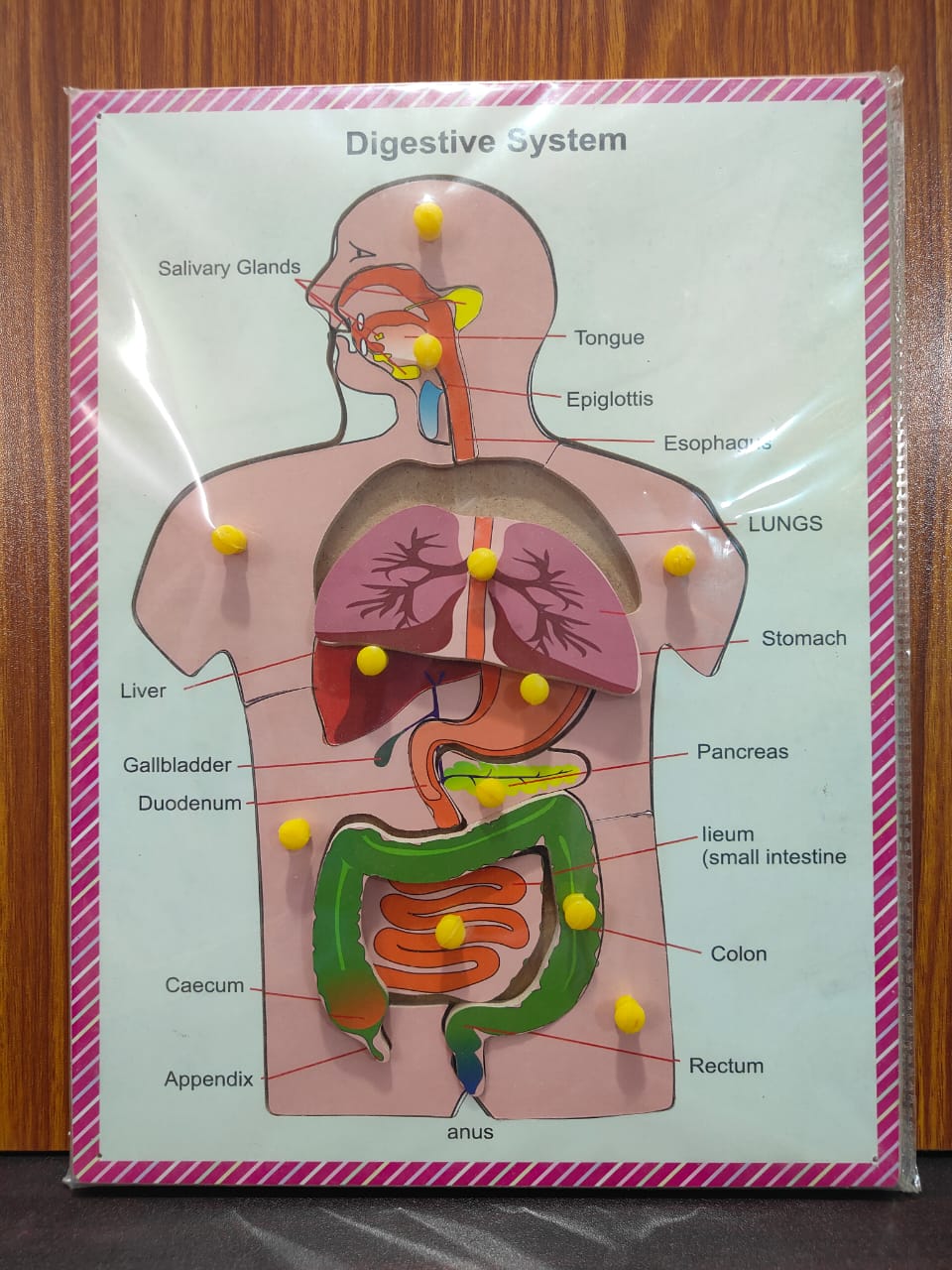 DIGESTIVE SYSTEM PEG BOARD